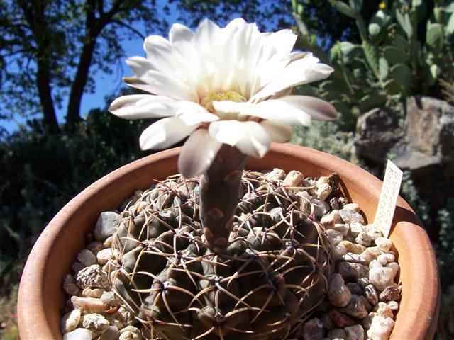 Gymnocalycium bodenbenderianum 