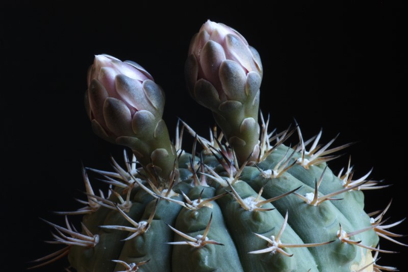 Gymnocalycium bodenbenderianum 