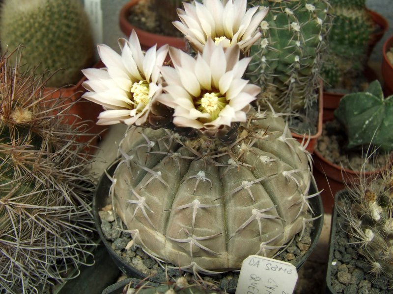 Gymnocalycium bodenbenderianum 