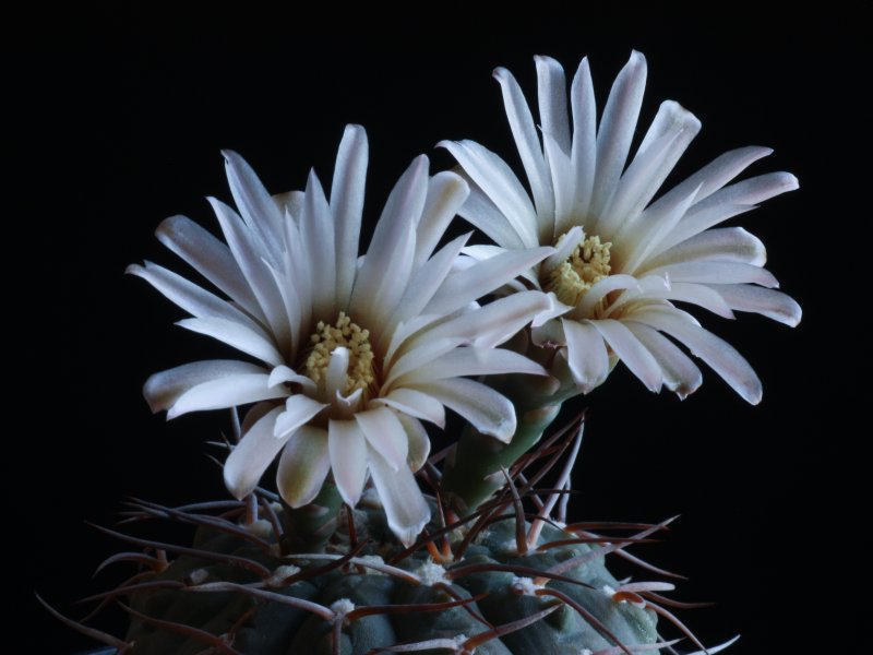 Gymnocalycium bodenbenderianum 