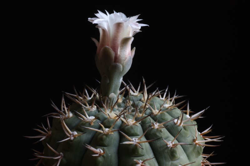 Gymnocalycium bodenbenderianum 