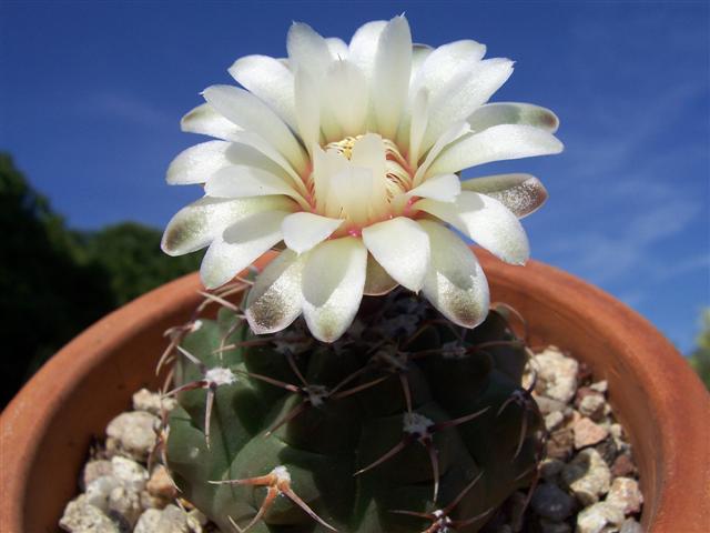 Gymnocalycium bodenbenderianum 