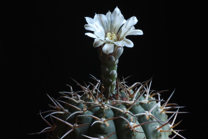 Gymnocalycium bodenbenderianum 