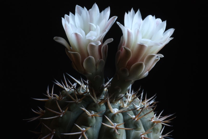 Gymnocalycium bodenbenderianum 