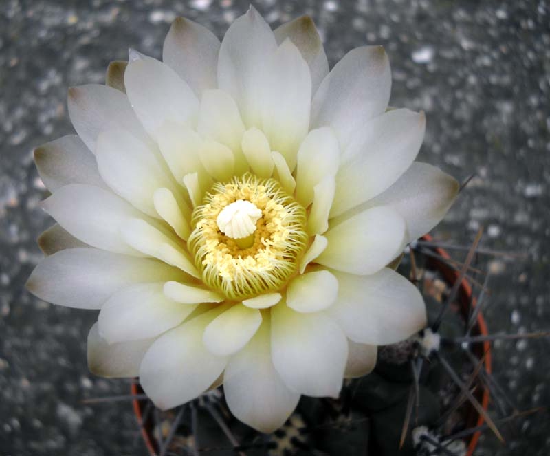 Gymnocalycium brachypetalum 