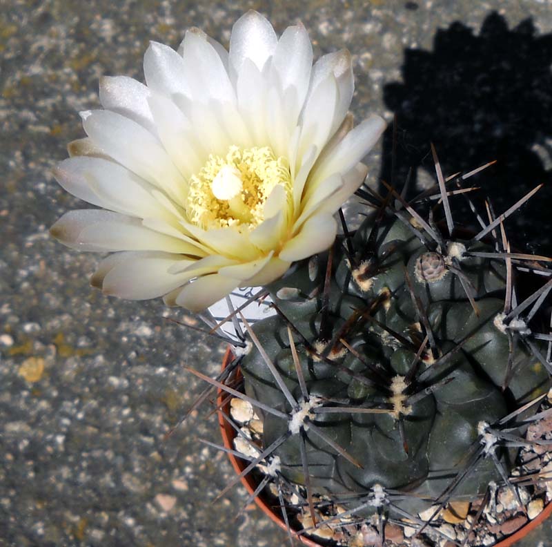 gymnocalycium brachypetalum