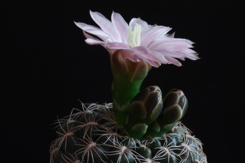 Gymnocalycium bruchii 