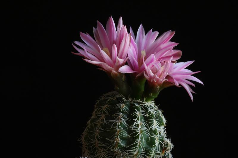 Gymnocalycium bruchii 