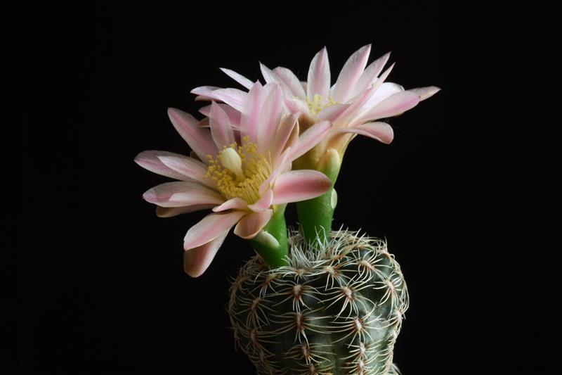 Gymnocalycium bruchii 