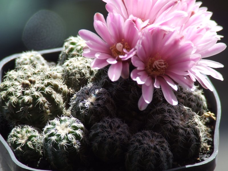 Gymnocalycium bruchii 