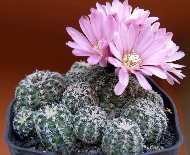 Gymnocalycium bruchii 