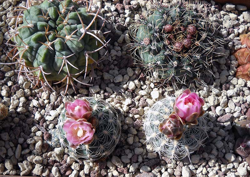 Gymnocalycium bruchii 