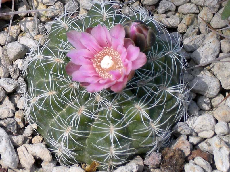 Gymnocalycium bruchii 