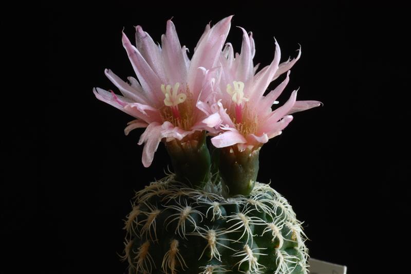 Gymnocalycium bruchii 