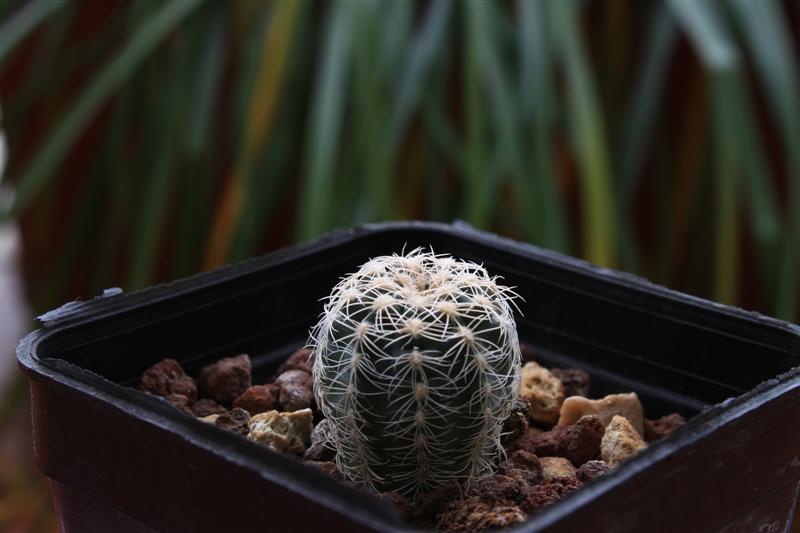 Gymnocalycium bruchii 