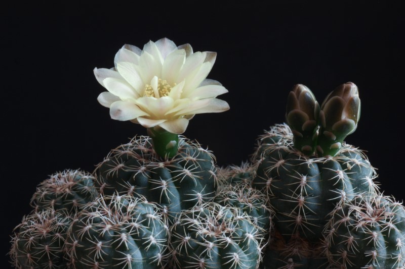 Gymnocalycium bruchii 