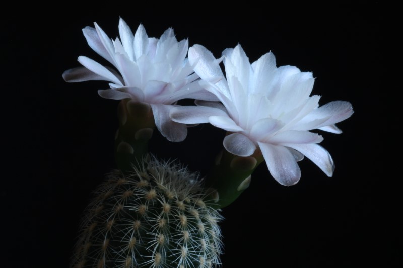 gymnocalycium bruchii ssp. pawlovskyi