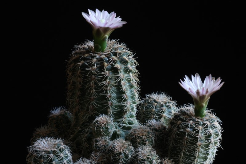 Gymnocalycium bruchii 