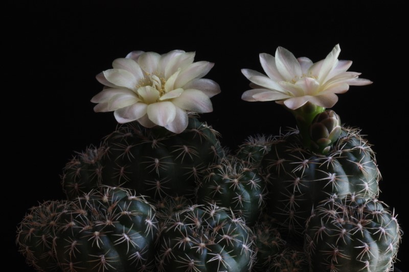 Gymnocalycium bruchii STO 110