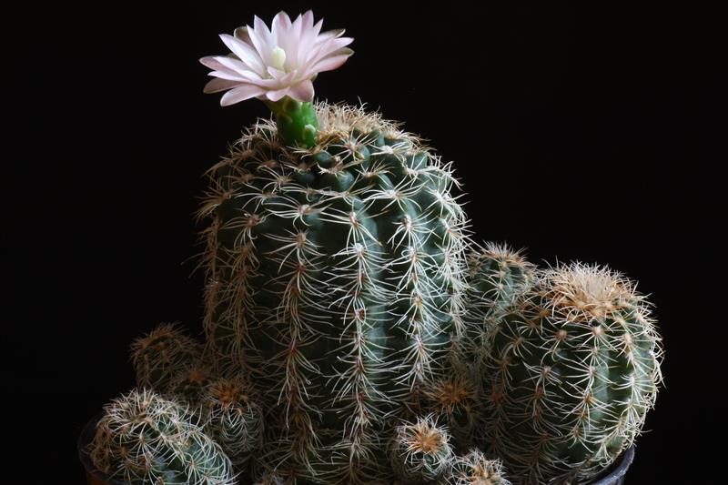 Gymnocalycium bruchii 