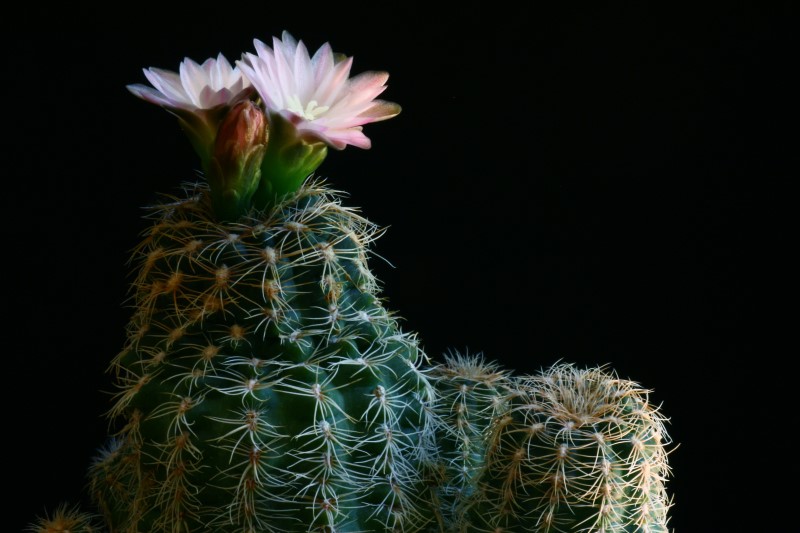 Gymnocalycium bruchii 