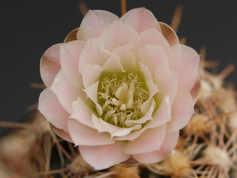 Gymnocalycium bruchii GN 162-442