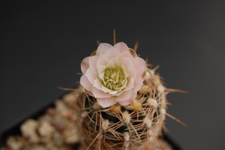 Gymnocalycium bruchii GN 162-442