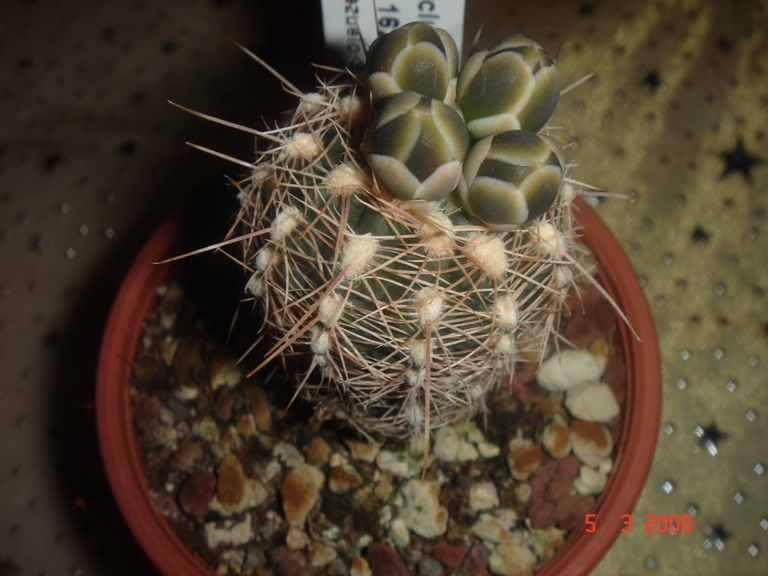 Gymnocalycium bruchii GN 162-442