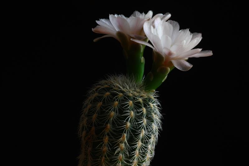 Gymnocalycium bruchii ssp. pawlovskyi 