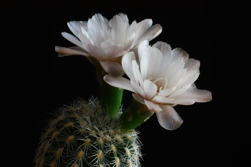 Gymnocalycium bruchii ssp. pawlovskyi 