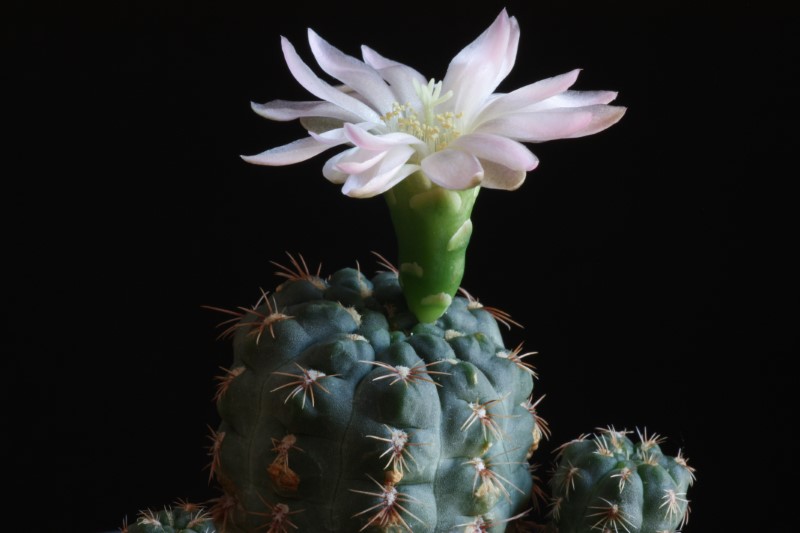 Gymnocalycium bruchii v. brigittae 