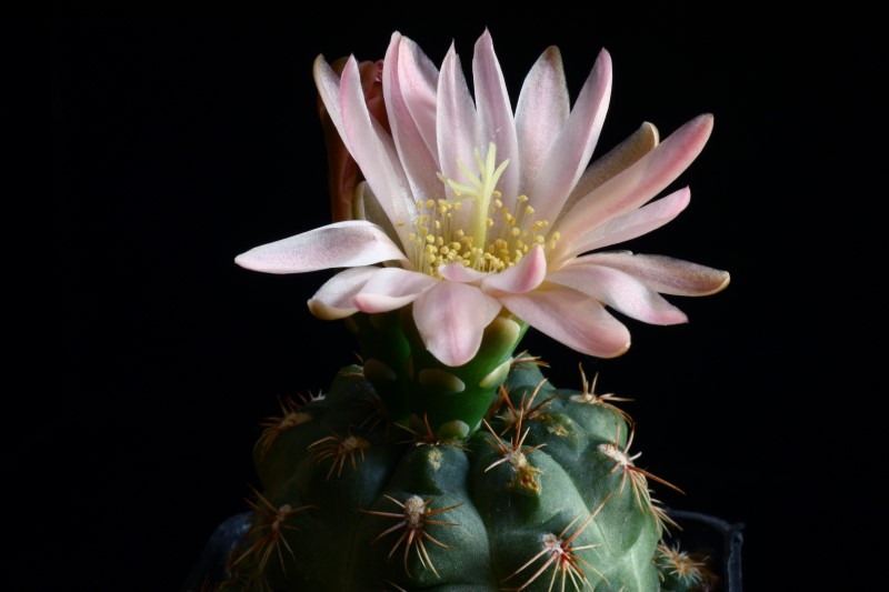 Gymnocalycium bruchii v. brigittae 