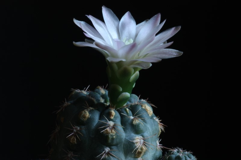 Gymnocalycium bruchii v. brigittae 