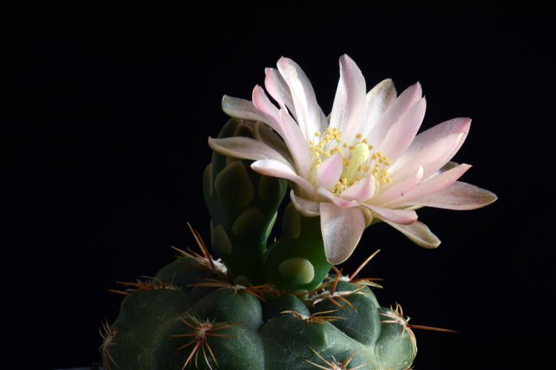 Gymnocalycium bruchii v. brigittae P 214