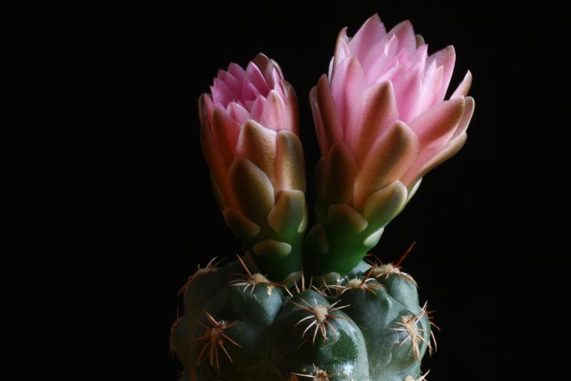 Gymnocalycium bruchii v. brigittae P 214