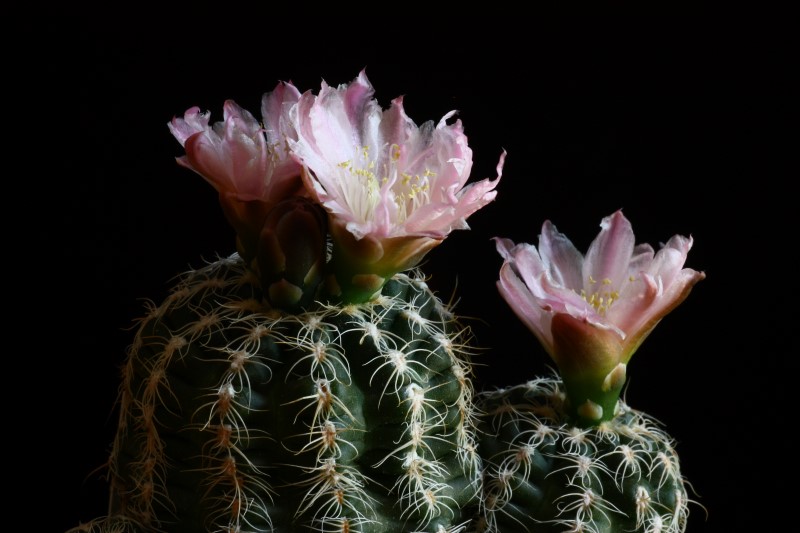 Gymnocalycium bruchii v. glaucum 