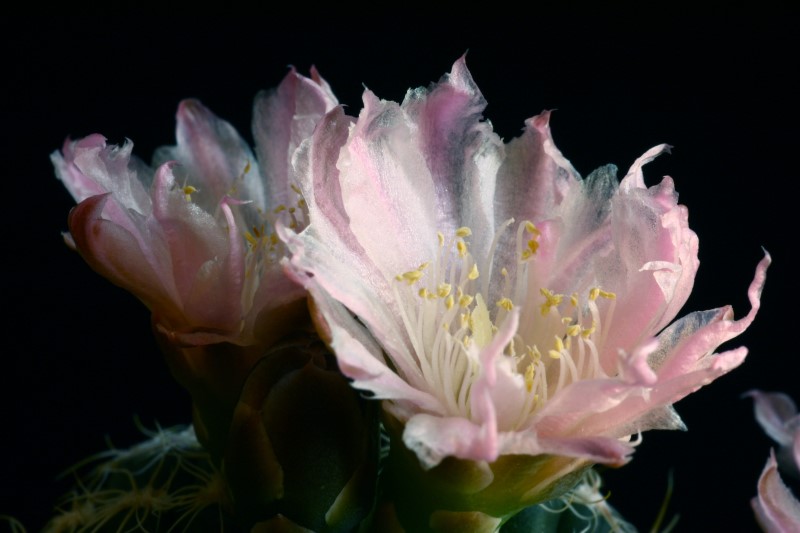 Gymnocalycium bruchii v. glaucum 