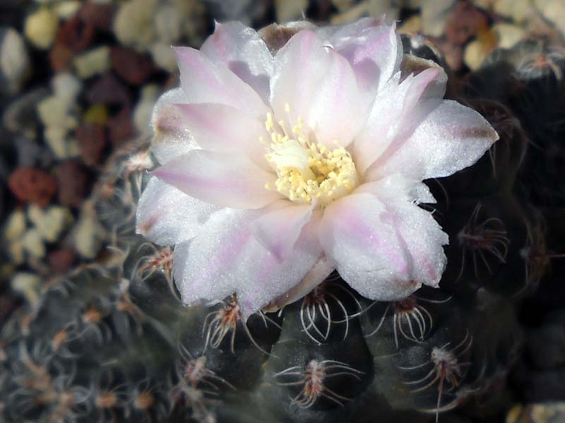 Gymnocalycium bruchii v. hossei 