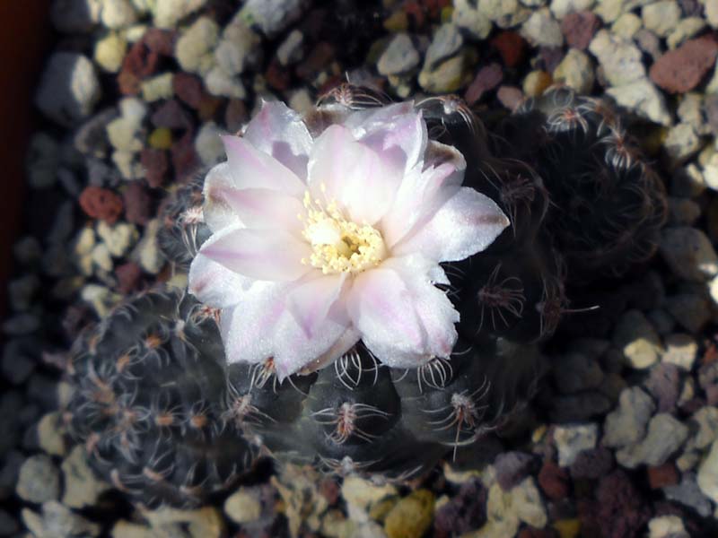 Gymnocalycium bruchii v. hossei 