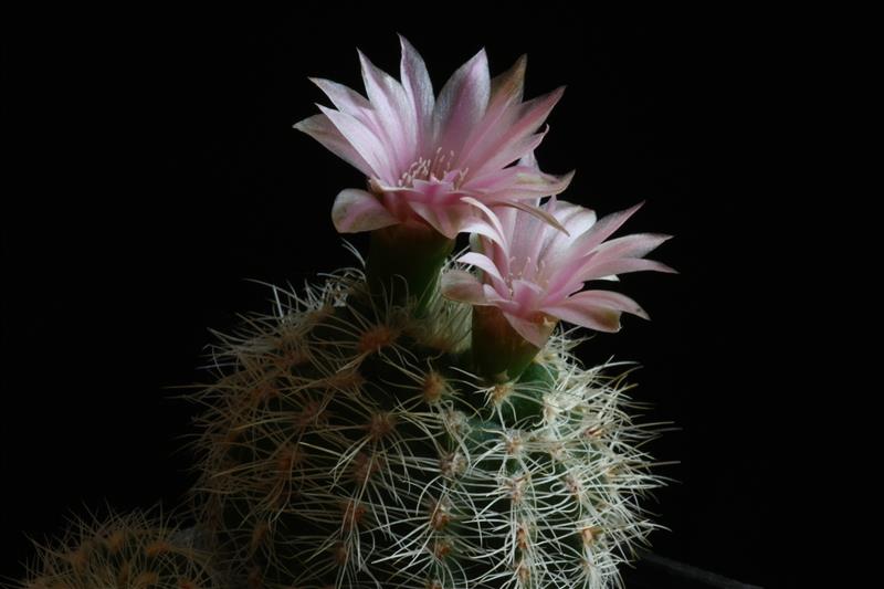 Gymnocalycium bruchii v. niveum WR 727