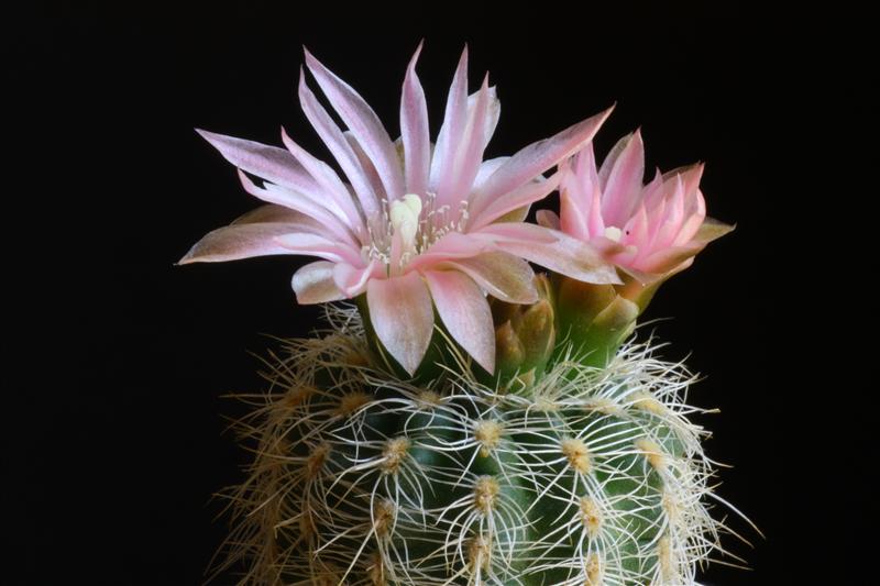 Gymnocalycium bruchii 