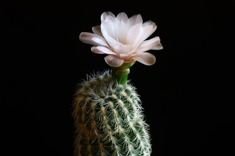 Gymnocalycium bruchii ssp. pawlovskyi 