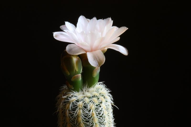 Gymnocalycium bruchii 