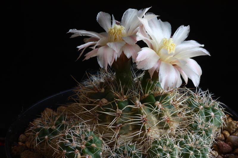 Gymnocalycium bruchii v. spinosissimum 