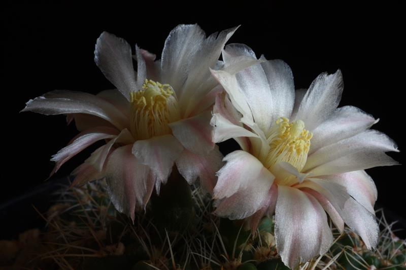 Gymnocalycium bruchii v. spinosissimum 