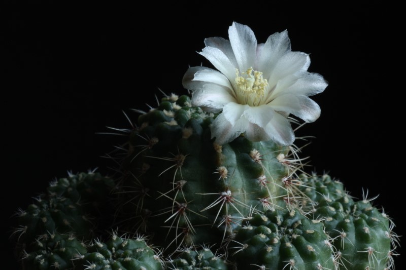 Gymnocalycium bruchii v. spinosissimum 