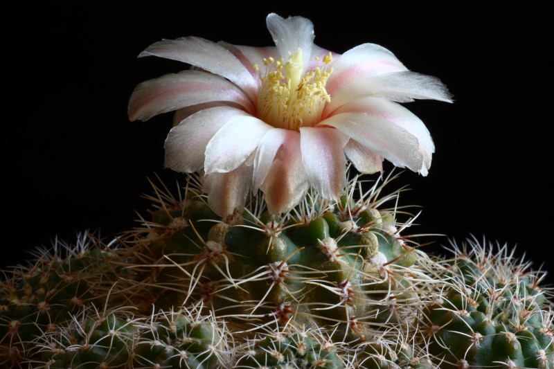 Gymnocalycium bruchii v. spinosissimum 