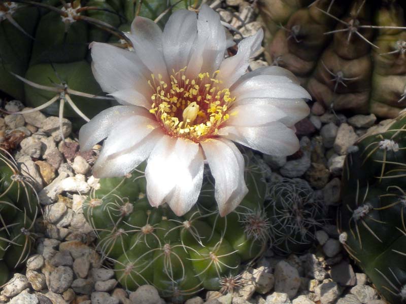 Gymnocalycium calochlorum 