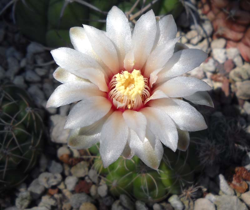 Gymnocalycium calochlorum 