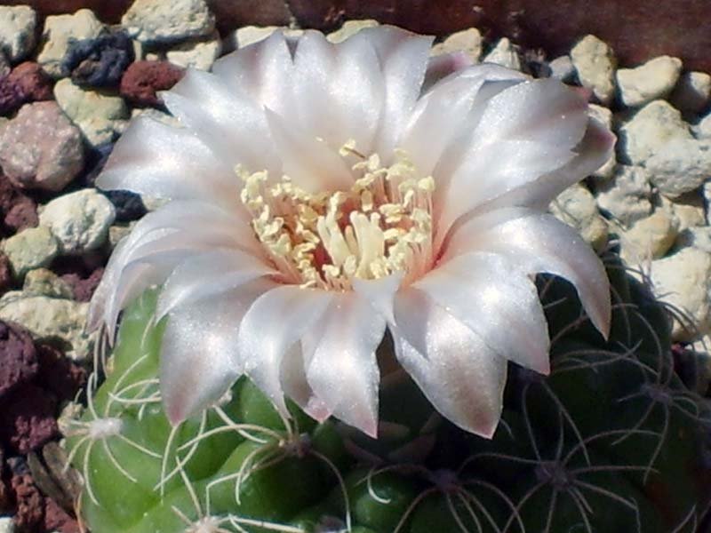 gymnocalycium calochlorum 